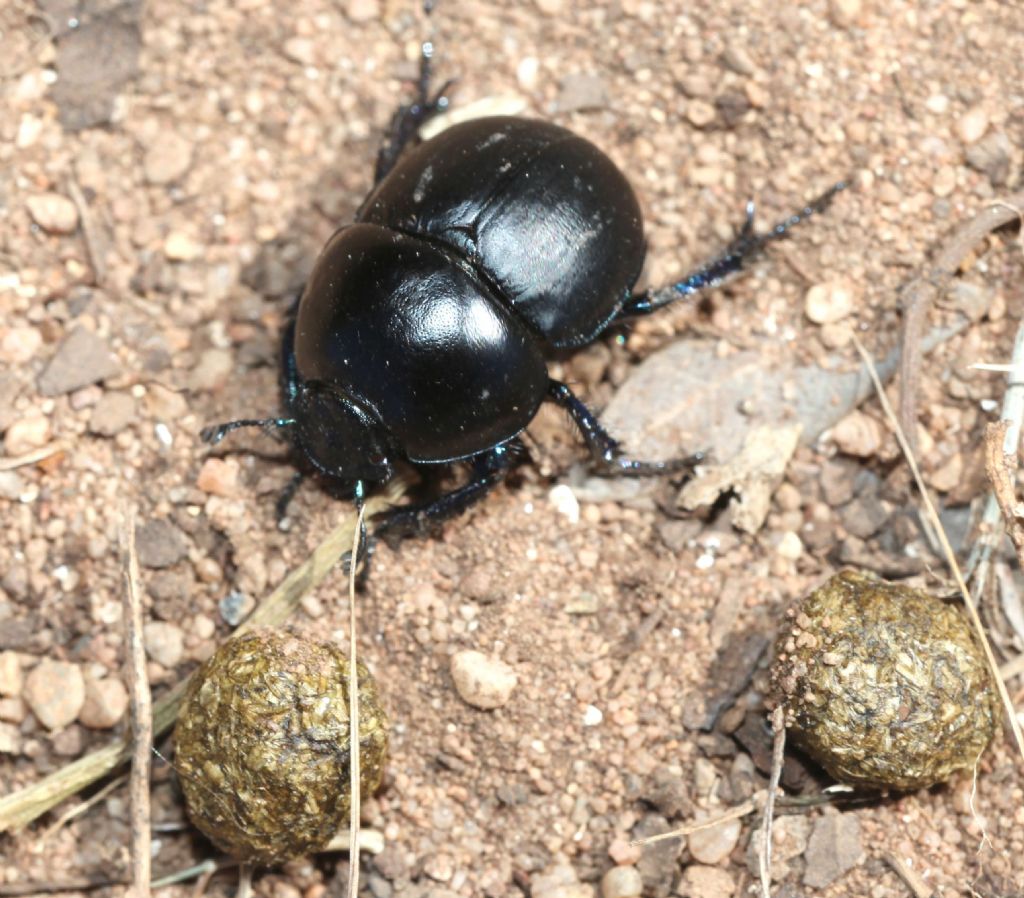 Geotrupidae:  Jekelius (Jekelius) intermedius